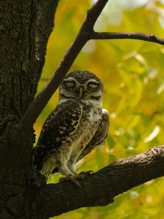 an owl is sitting in a tree nch