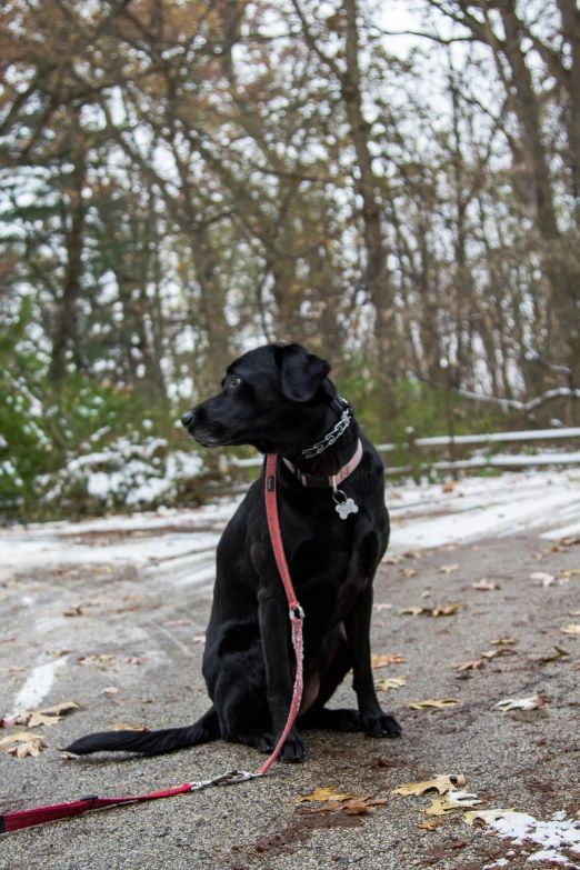 a black dog is tied up next to trees in the snow