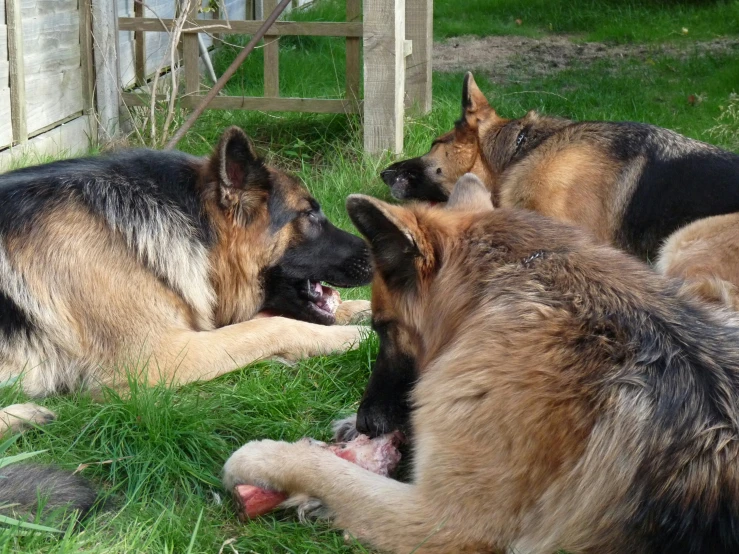 three dogs sitting in the grass near each other