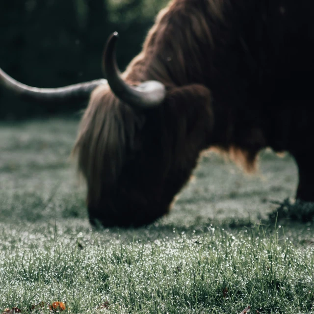 long horned animals are grazing in the grass