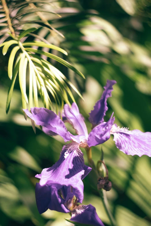 a purple flower is growing near a tree