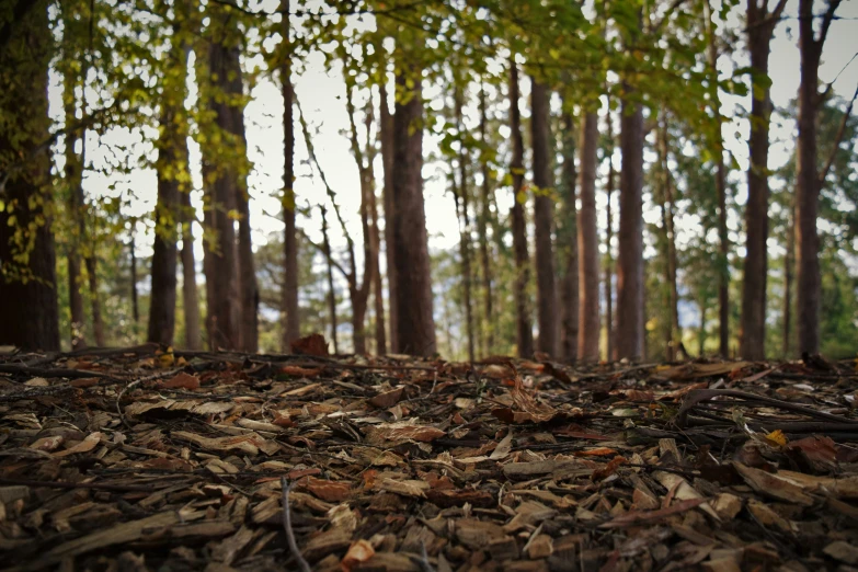 the ground has fallen leaves on it in a wooded area