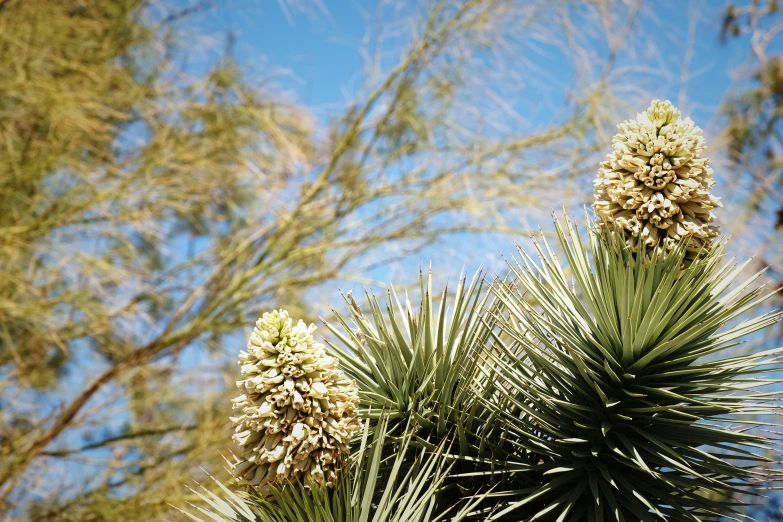 a group of small brown pines hanging from a palm tree