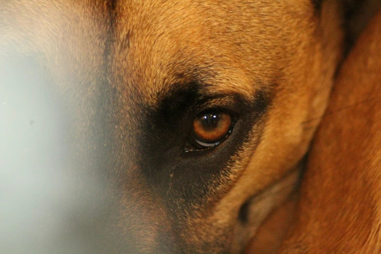 the eyes of a dog that is close up