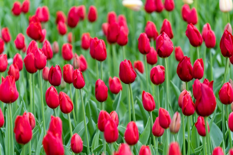 a very large group of bright red flowers