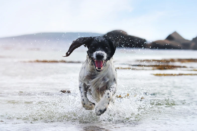 the dog is running in shallow water by the beach