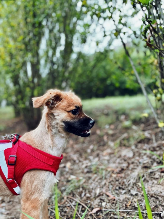 a brown dog wearing a red harness standing in the woods