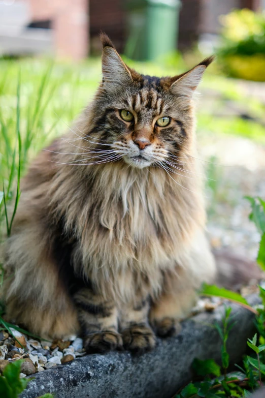 a long haired cat is sitting in the grass