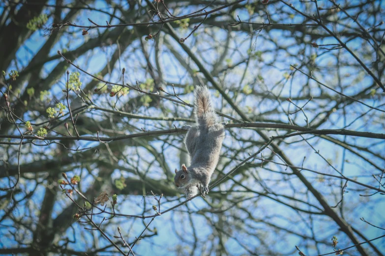 a squirrel that is standing on a tree nch