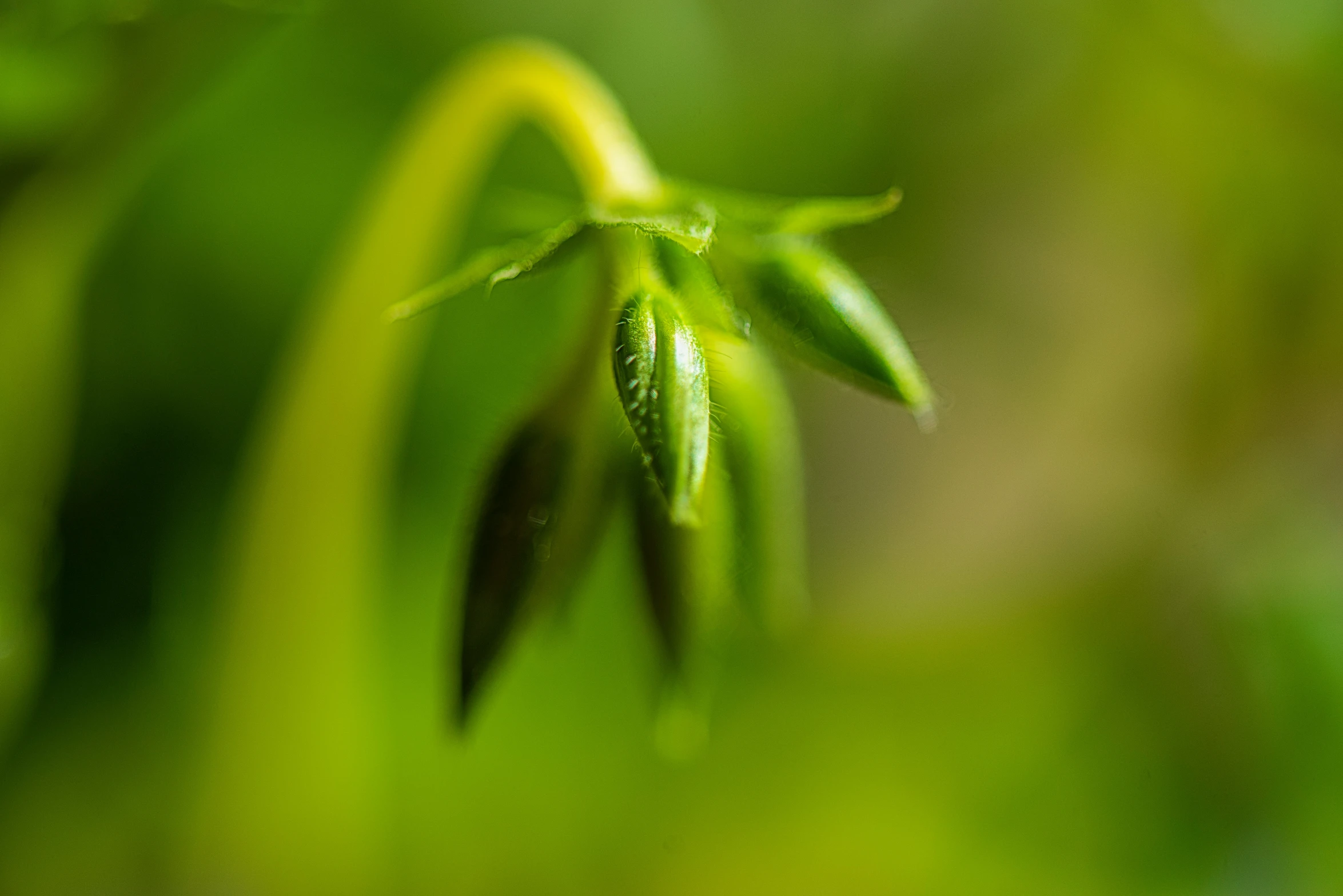 a small sprout is growing up from the ground