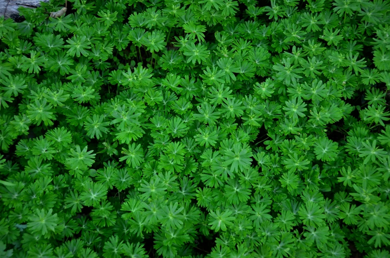 a background of green plants, looking up at the tops