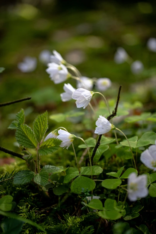 several flowers growing out of the ground among grass