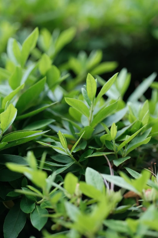 green leaves are on the top of small bushes