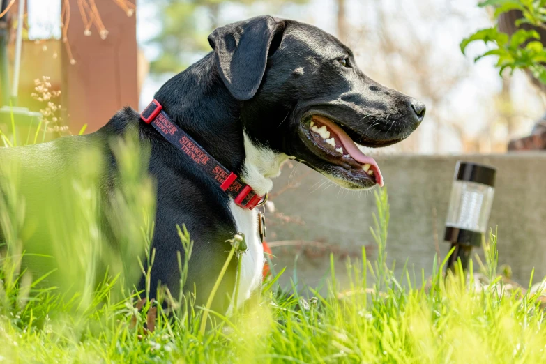 a black dog sitting in tall green grass