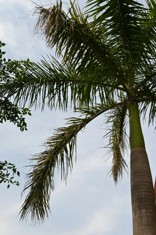 a bird is sitting on the nch of a palm tree