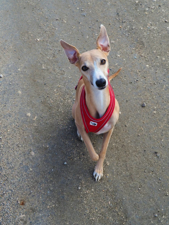 a small dog sitting on a ground with its front paws up