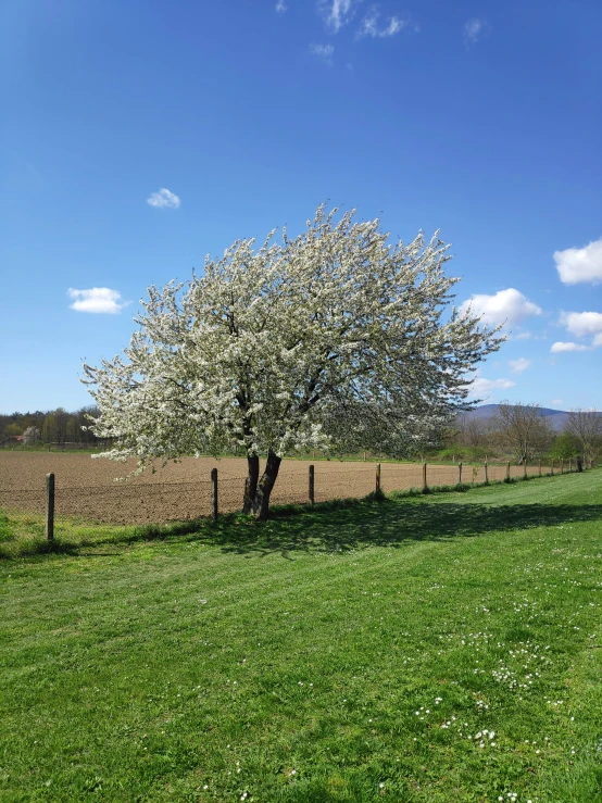 a tree in a fenced - off pasture with green grass