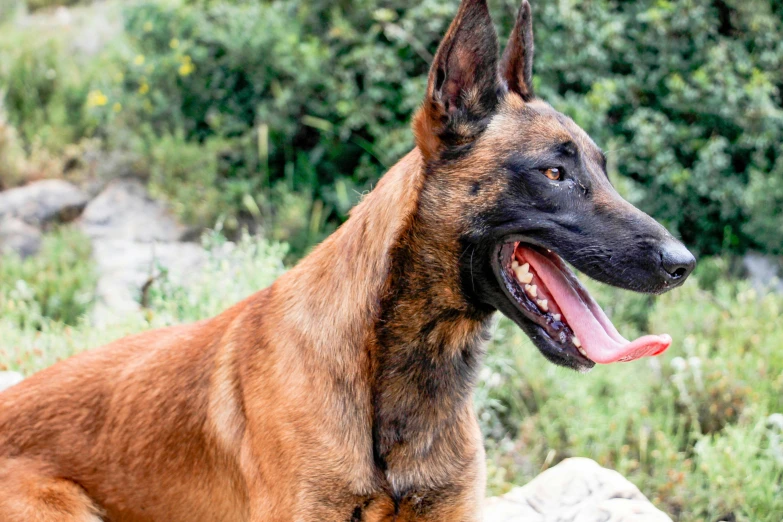 a large brown dog is laying down