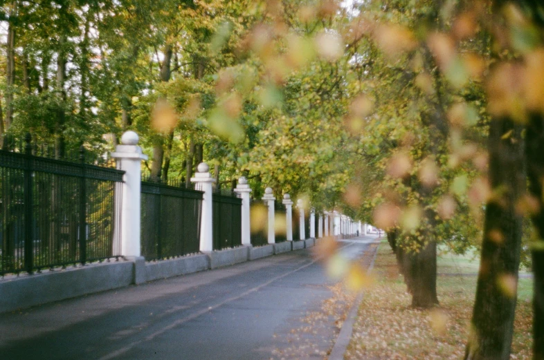 some trees and some white pillars and a road