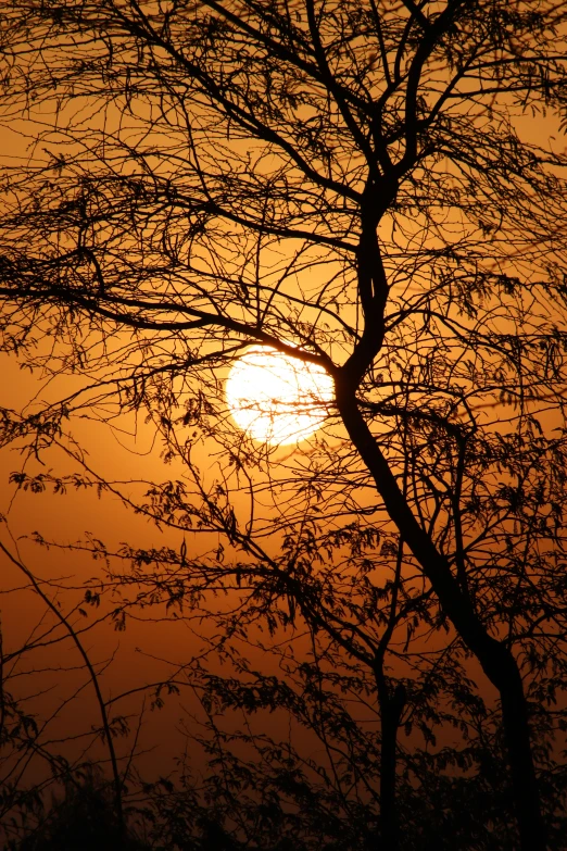 the sun is setting behind a bare tree