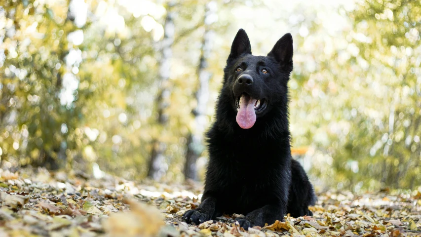 a black dog laying down in leaves with a tree behind it