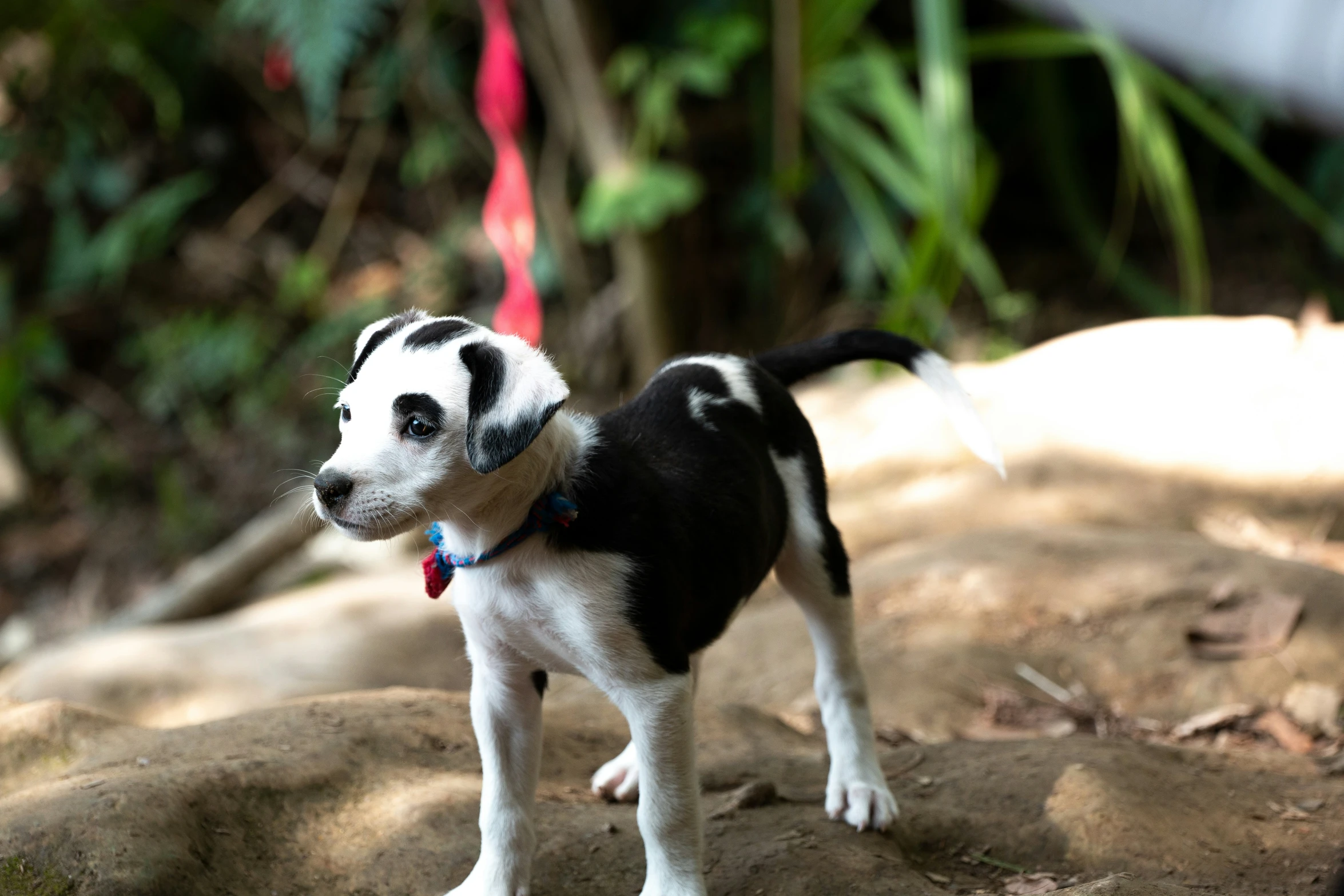 a small black and white puppy standing on some rocks