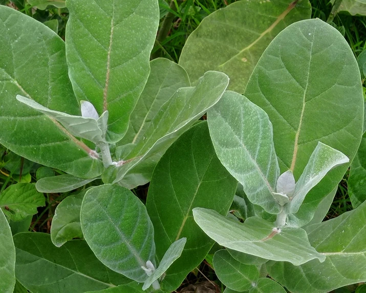 a close up of leaves on some plants