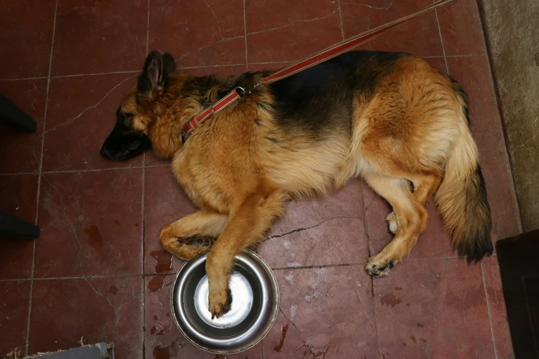 a brown and black dog on a leash laying on a white metal dish