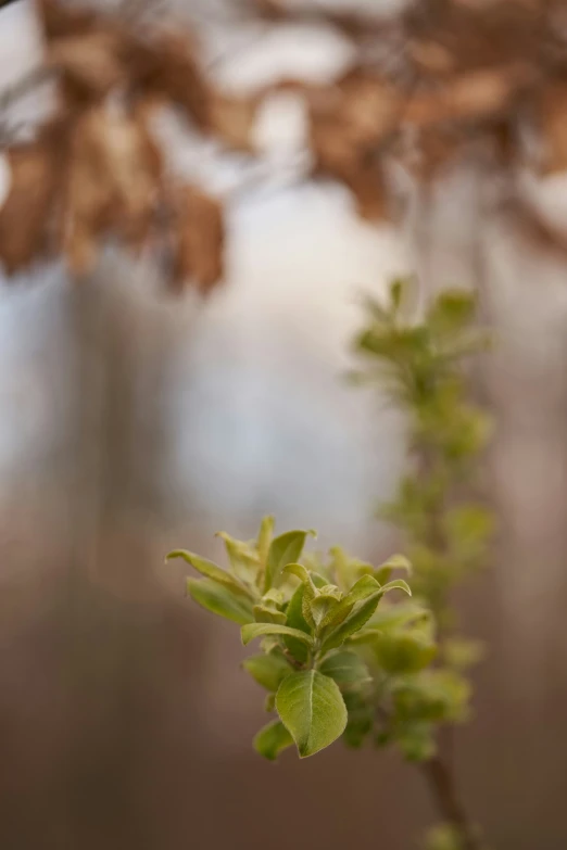 a nch with leaves on it is pictured