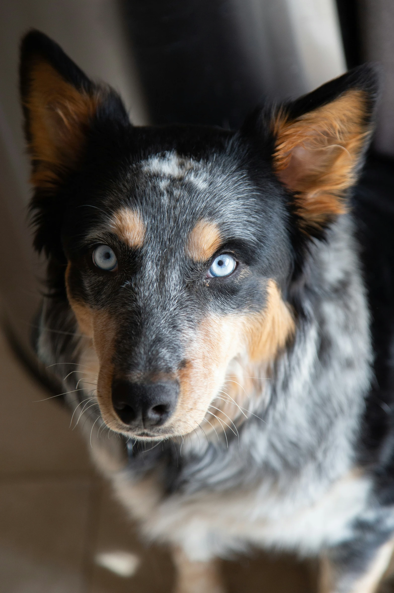 a blue - eyed dog sitting next to the seat in a vehicle