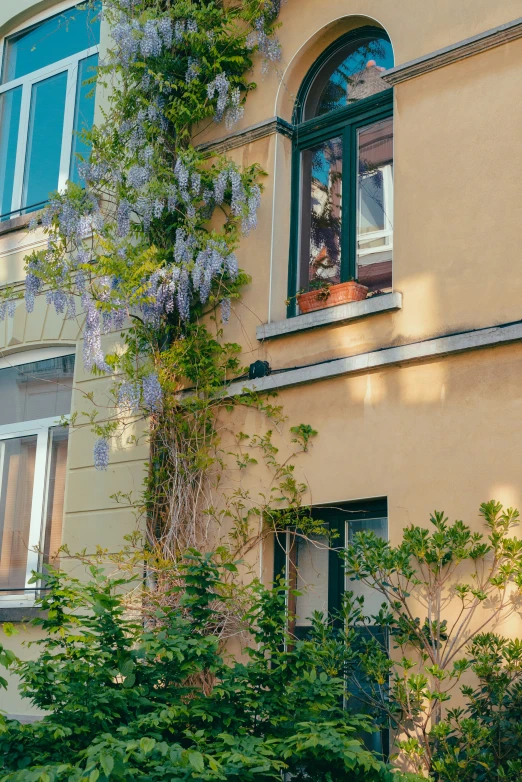 a building with two green windows and a cat sitting inside the window