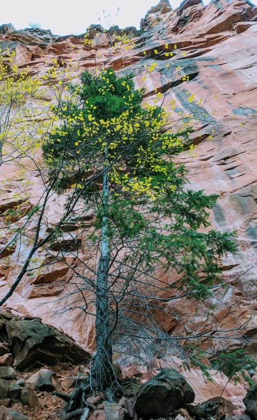a lone tree stands in the shade below a red cliff