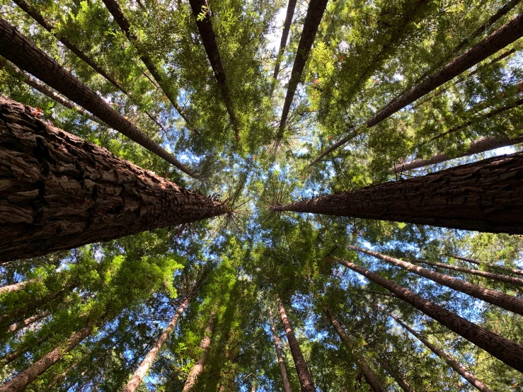 tall pine trees in the middle of a forest