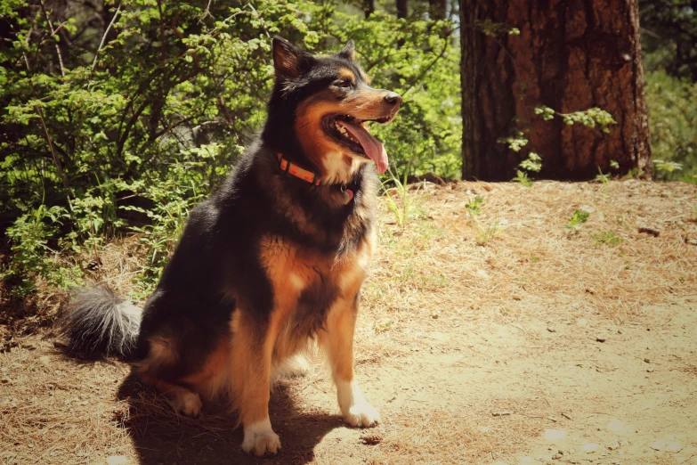 a close up of a dog sitting on a dirt road near a forest