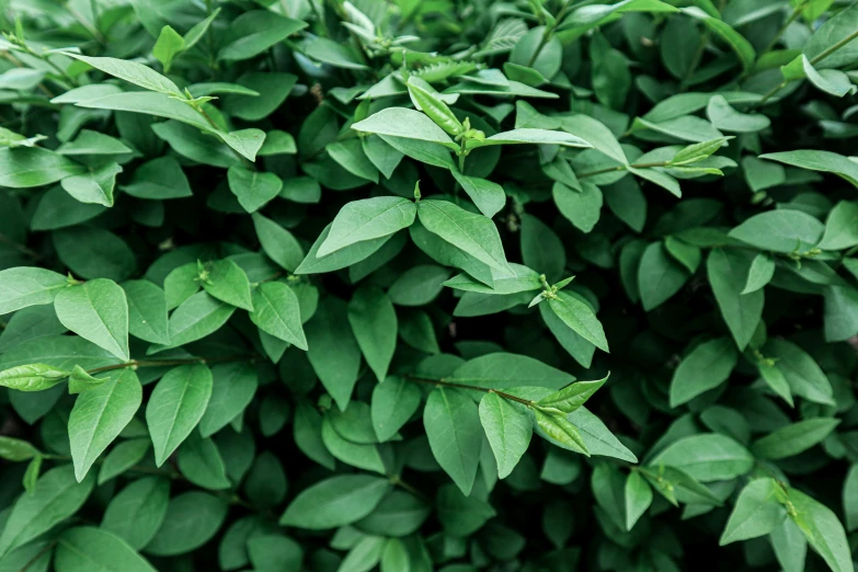 green leafy vegetation in close up with a blurred background