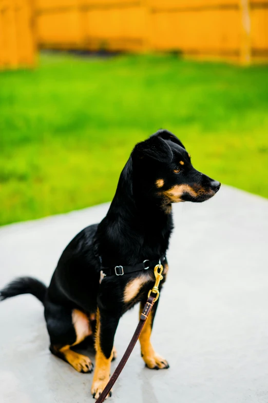 a black and tan dog sitting on top of a table