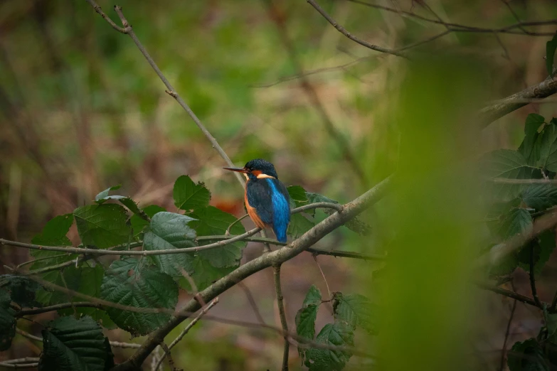 a small bird perched on a nch in a forest