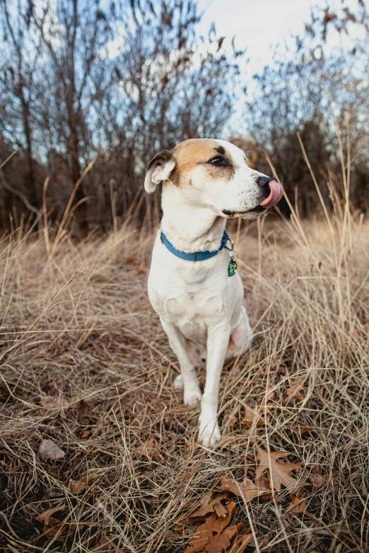 a dog is sitting and panting in the woods