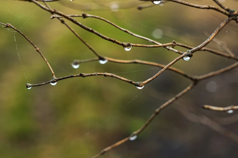 water drops are hanging on the nches of tree nches