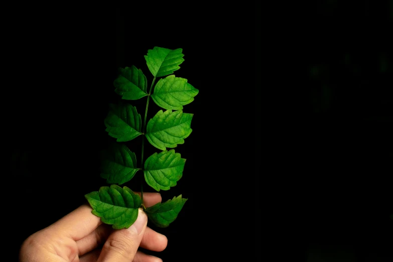 a hand holds a single green leaf up