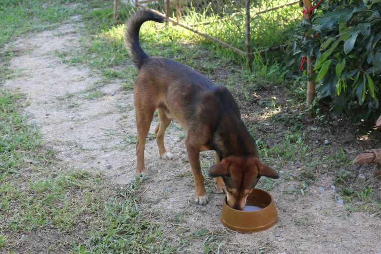 dog enjoying eating out of an empty food bowl