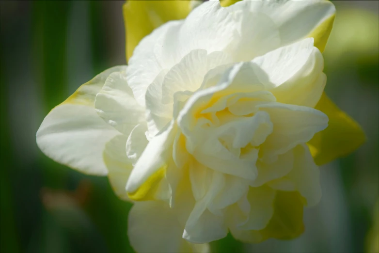 a close up s of a white and yellow flower