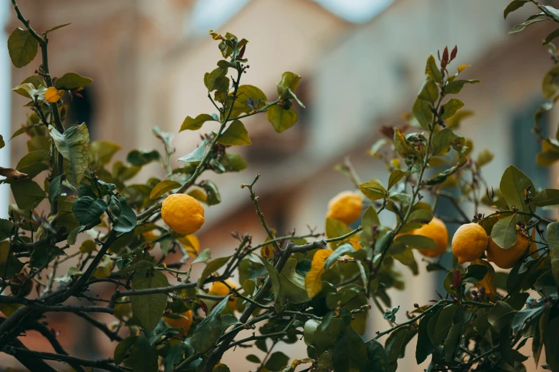 some lemons are still on the tree