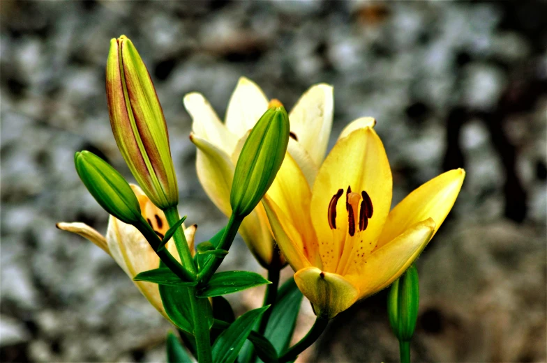 three flowers with very sharp sharp stems are still blooming