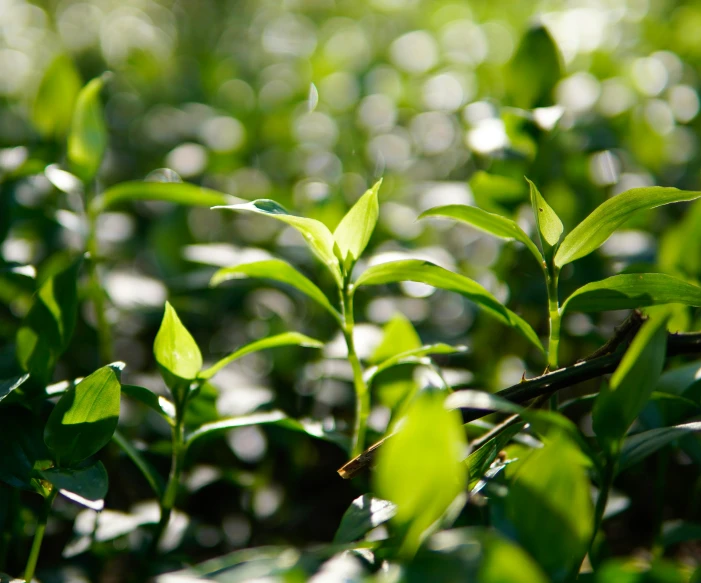 a bunch of green plants that are in the grass