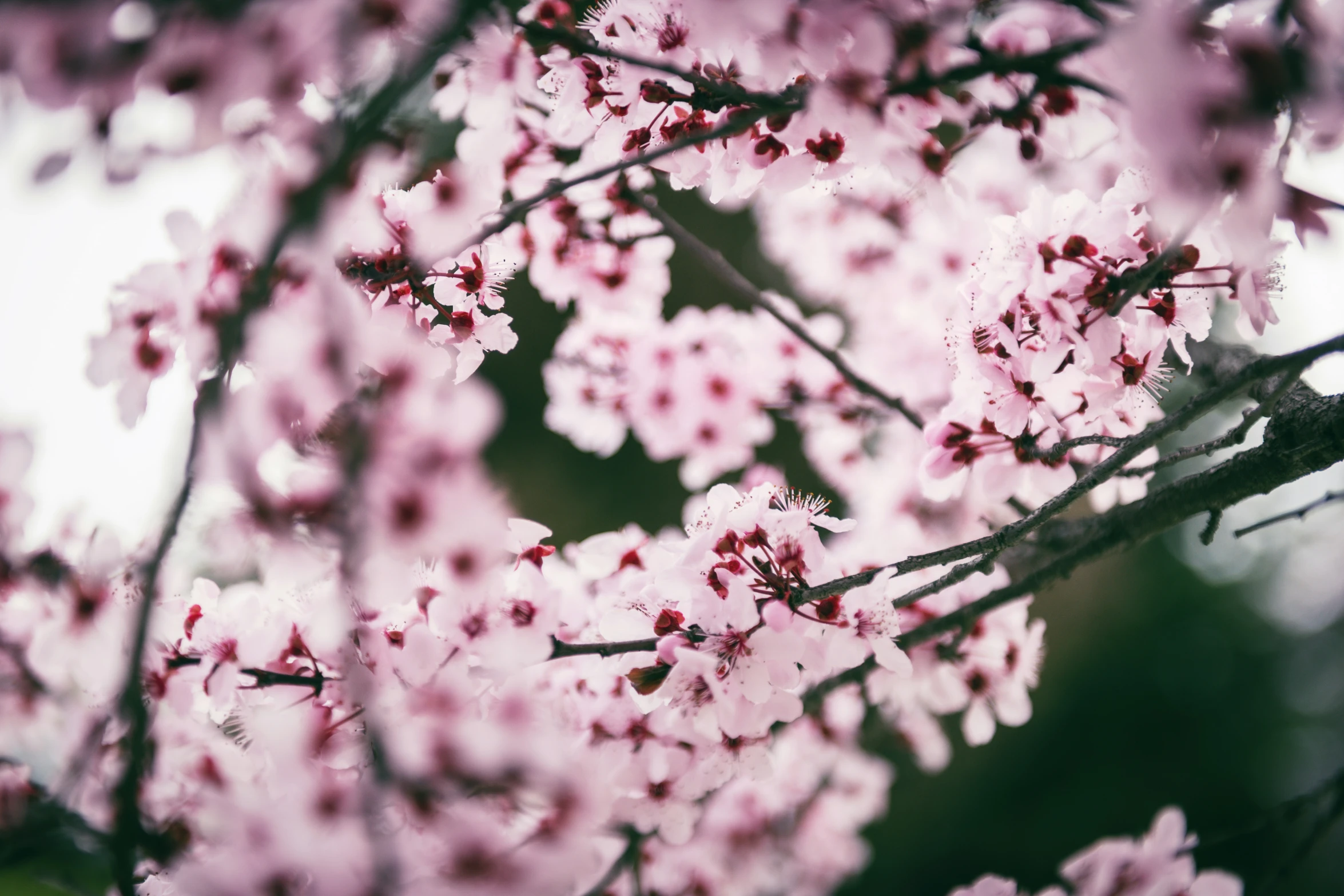 a tree is shown with pink flowers on it