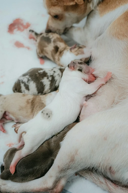 a dog lays on top of another puppy in the middle of a group of puppies