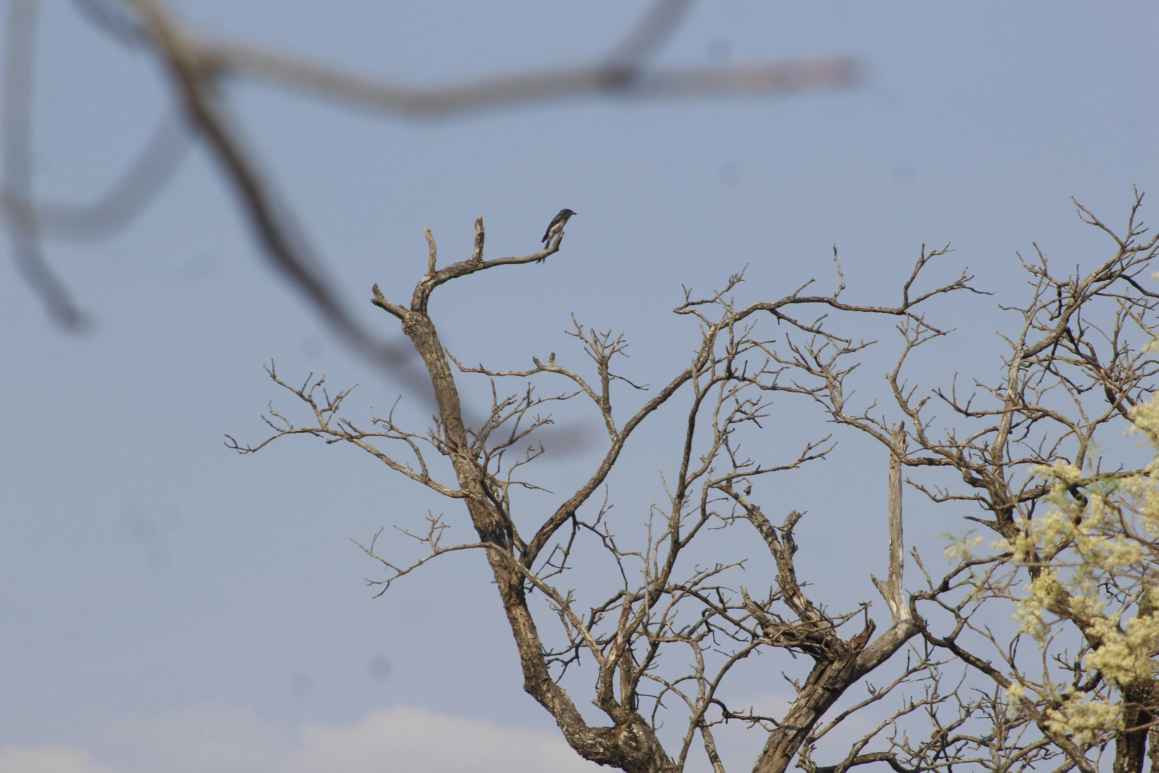 the bird is perched in the tree and watching out of frame