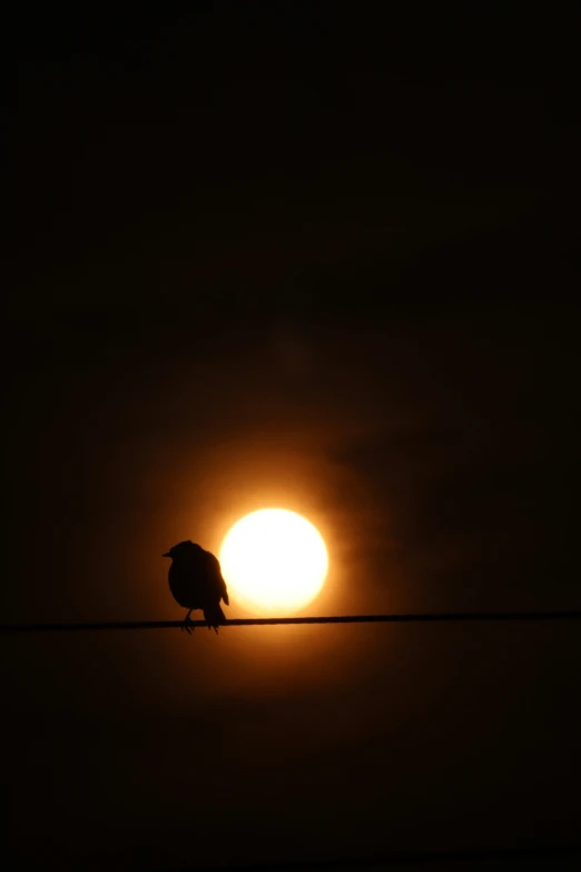 a bird sitting on a wire in the evening