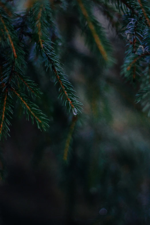 closeup view of a pine tree with lots of green